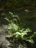 Erodium cicutarium