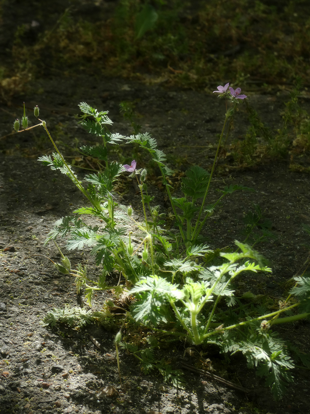 Изображение особи Erodium cicutarium.