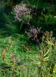 Valeriana officinalis