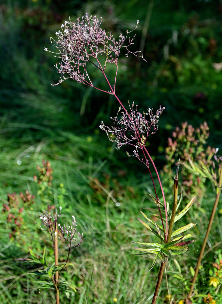 Изображение особи Valeriana officinalis.