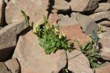 Corydalis pallidiflora. Цветущие растения в сообществе с Veronica gentianoides (справа). Чечня, Шаройский р-н, Снеговой хр., 3,7 км от пер. Цумандинский в сторону г. Заинкорт, выс. ок. 2780 м н.у.м., между камней. 25 июня 2024 г.