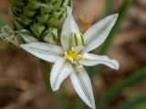 Ornithogalum ponticum