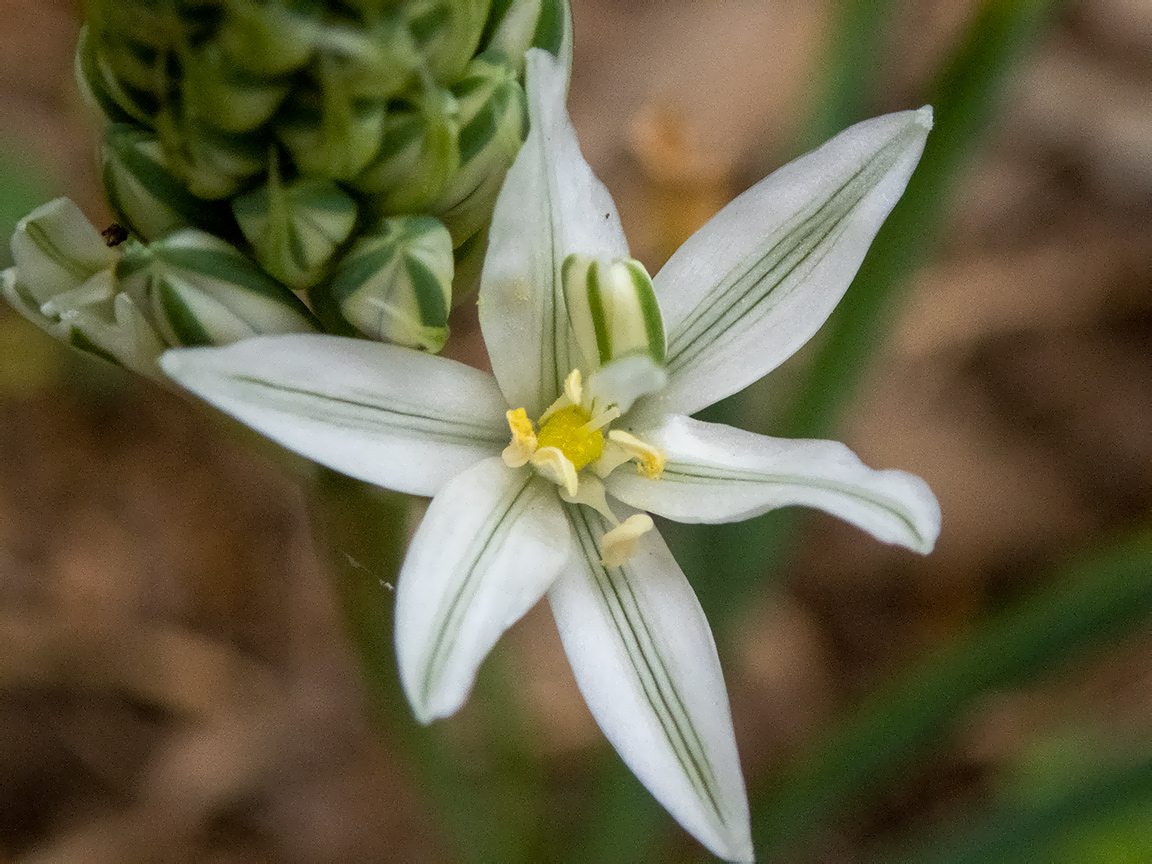 Image of Ornithogalum ponticum specimen.