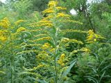 Solidago canadensis