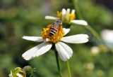 Bidens alba. Соцветие с фуражирующей пчелой Apis florea(?). Вьетнам, пров. Кханьхоа, дорога между г. Нячанг и г. Далат, заросший палисадник при кафе. 29.07.2024.