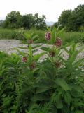 Asclepias syriaca