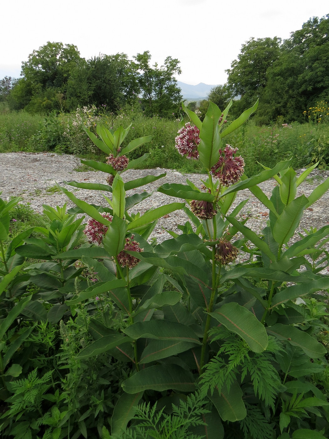 Image of Asclepias syriaca specimen.