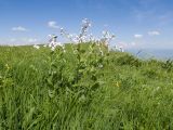 Hesperis voronovii. Цветущее растение. Карачаево-Черкесия, Зеленчукский р-н, гора Джисса, ≈ 1600 м н.у.м., субальпийский луг. 14.06.2024.