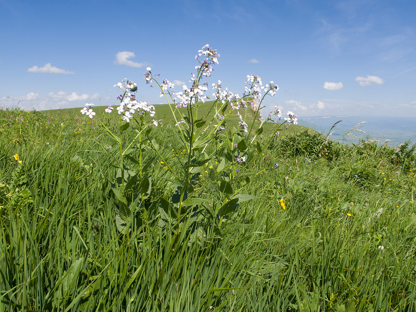 Image of Hesperis voronovii specimen.