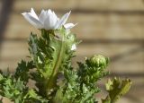 Leucanthemum paludosum. Верхушки побегов с распустившимся и нераспустившимся соцветиями. Испания, автономное сообщество Каталония, пров. Жирона, комарка Баш Эмпорда, муниципалитет Калонже, заросший сорными травами бордюр вдоль тротура. 30.01.2025.