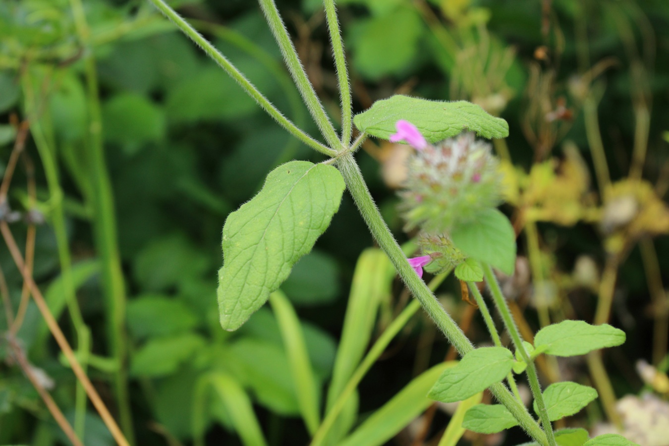 Изображение особи Clinopodium vulgare.