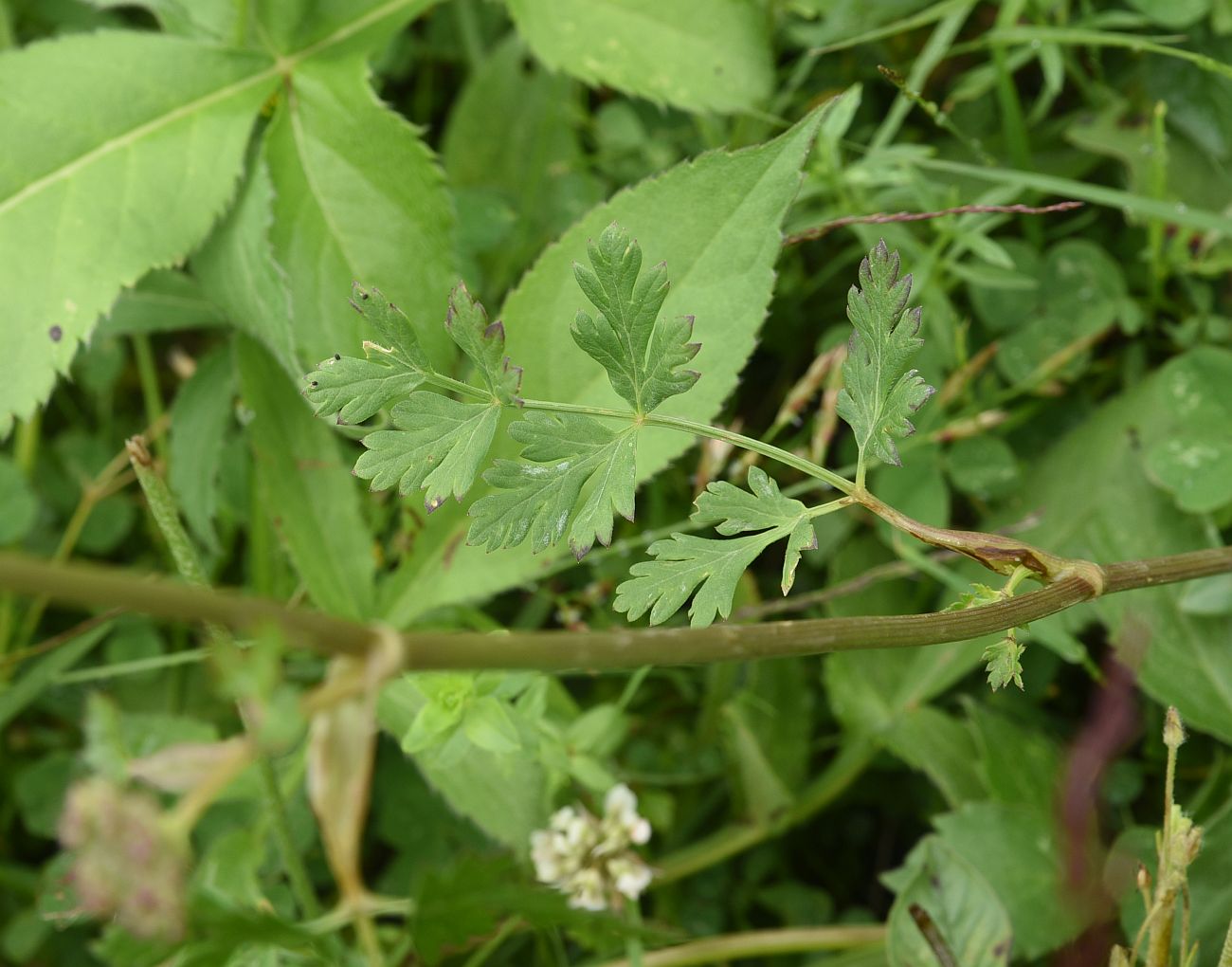 Изображение особи семейство Apiaceae.
