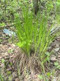 Carex cespitosa