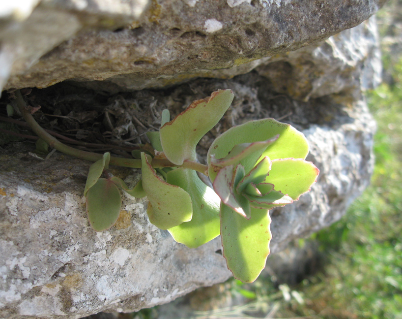 Image of Hylotelephium stepposum specimen.