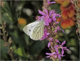 View full-size image Lythrum salicaria
