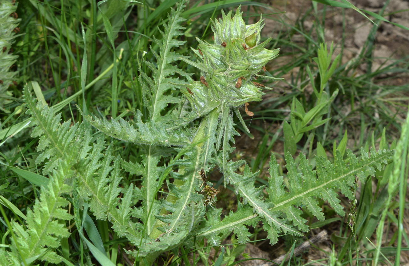 Image of Pedicularis olgae specimen.