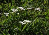 Смотреть изображение Spiraea × cinerea