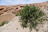 View full-size image Zygophyllum gontscharovii