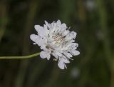 View full-size image Cephalaria transsylvanica