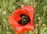 View full-size image Papaver macrostomum