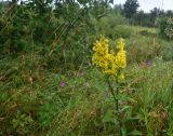 View full-size image Solidago virgaurea