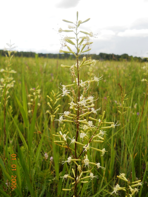 Image of Silene multiflora specimen.