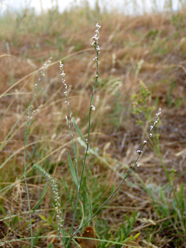 Image of Polygonum patulum specimen.