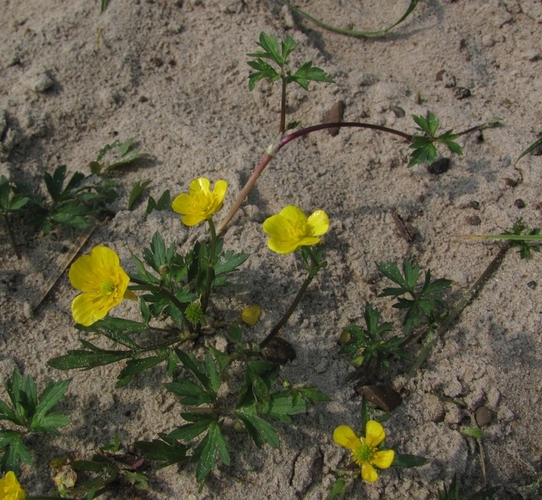 Image of Ranunculus repens specimen.