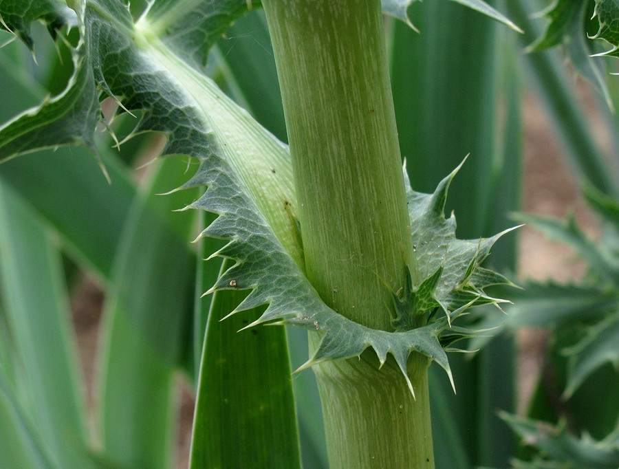 Image of Eryngium campestre specimen.