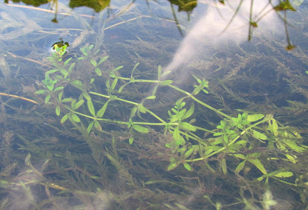 Изображение особи Galium palustre.