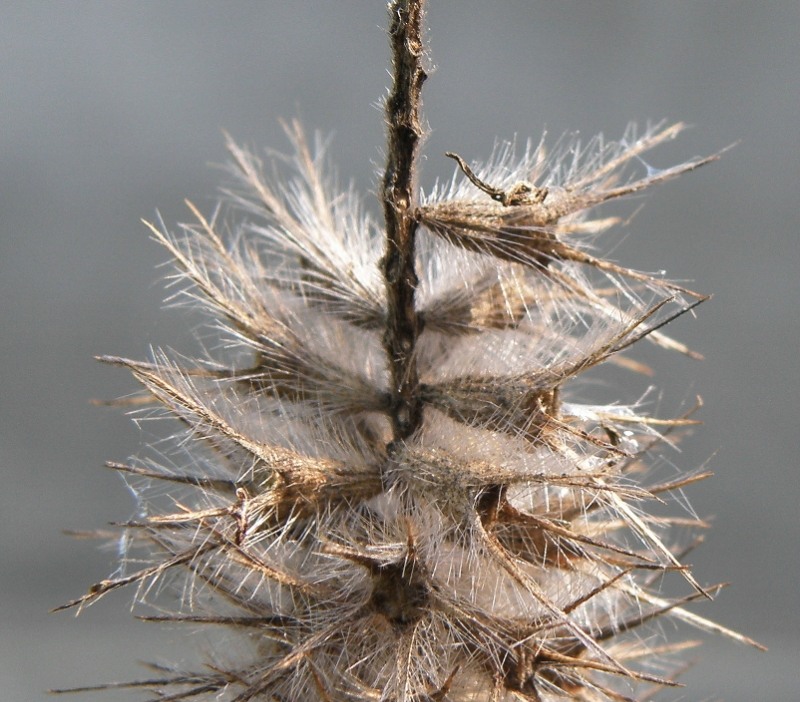 Image of Trifolium angustifolium specimen.