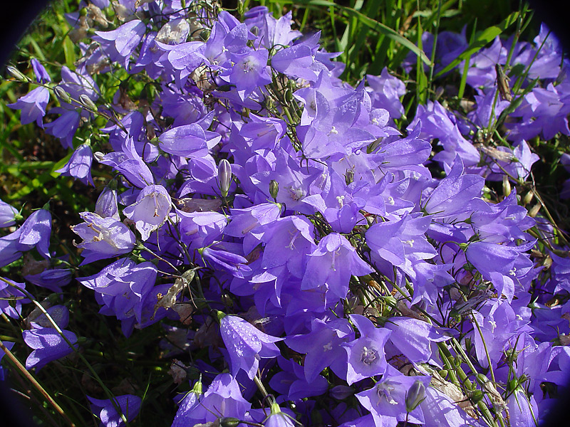 Image of Campanula rotundifolia specimen.