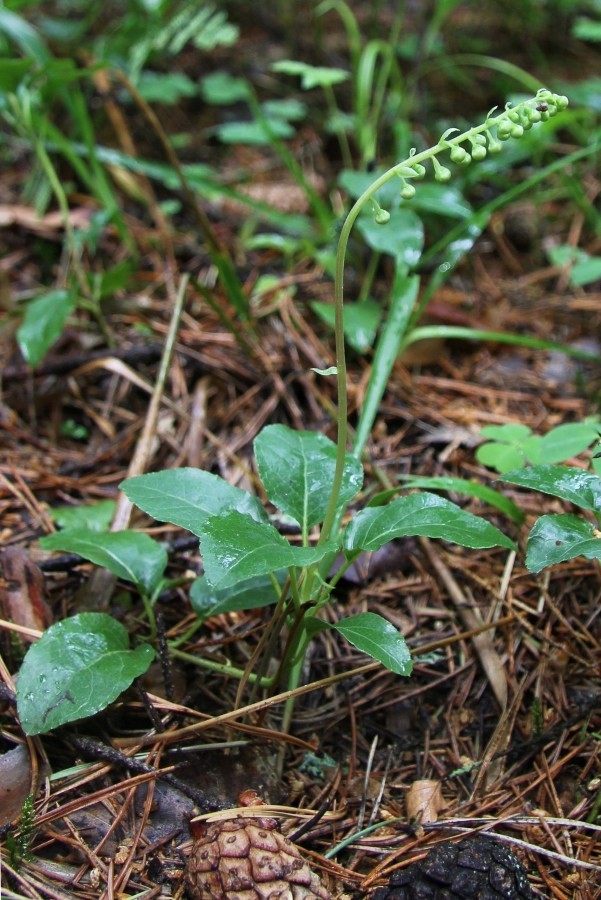 Image of Orthilia secunda specimen.