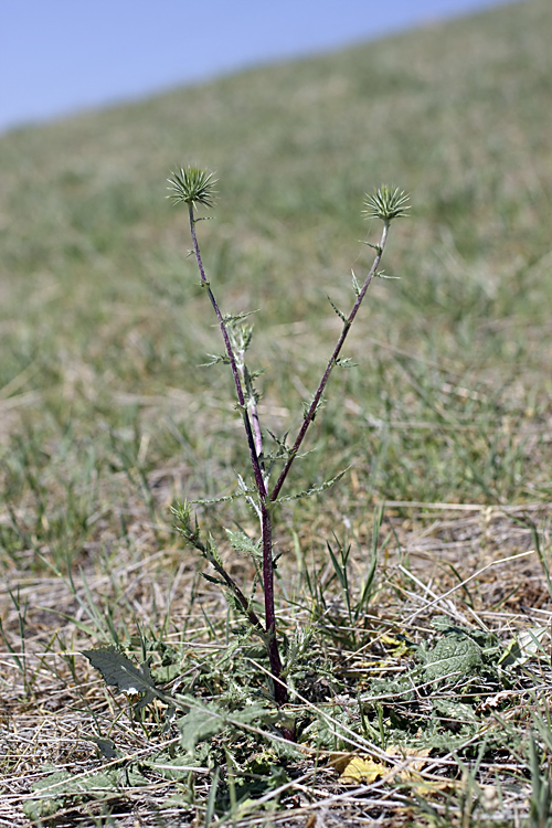 Image of genus Cousinia specimen.