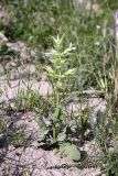 Salvia macrosiphon. Цветущее растение. Таджикистан, предгорья Гиссарского хр., Северные холмы. 15.05.2011.