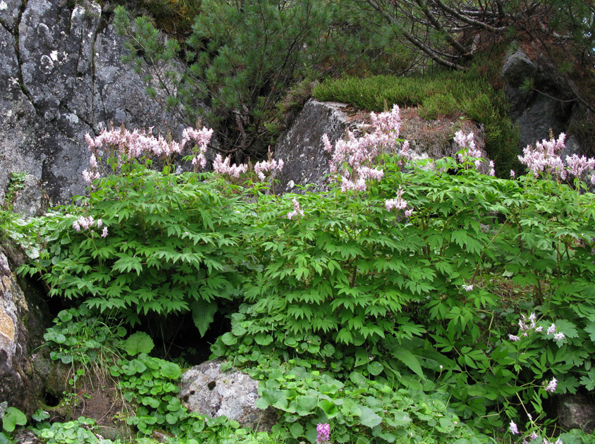 Image of genus Corydalis specimen.