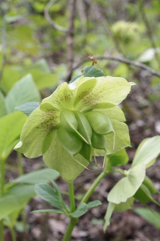 Изображение особи Helleborus caucasicus.