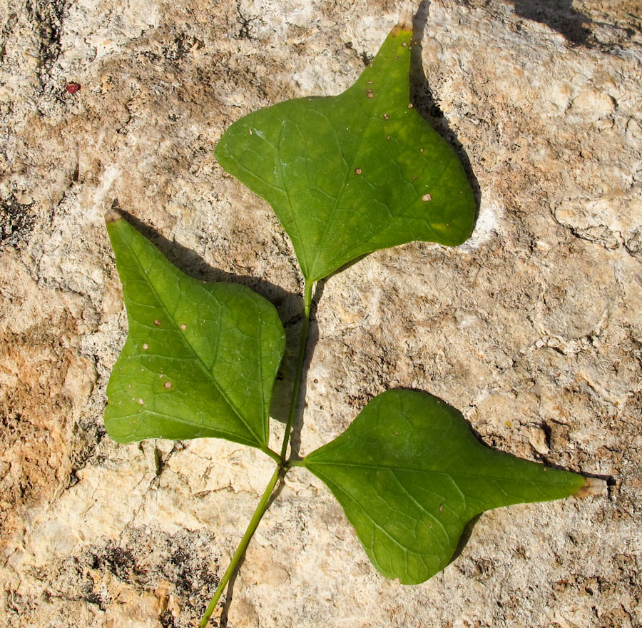 Image of Erythrina corallodendron specimen.