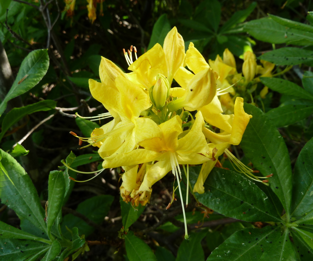 Рододендрон желтый фото и описание кустарника