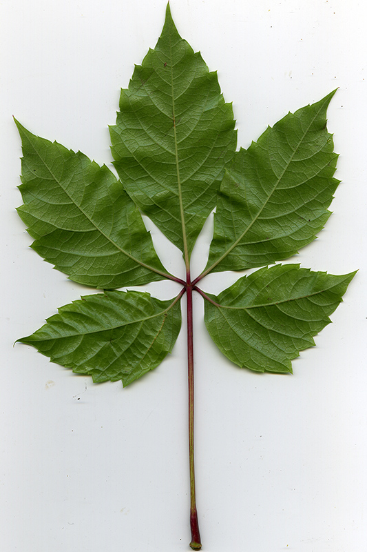 Image of Parthenocissus quinquefolia specimen.