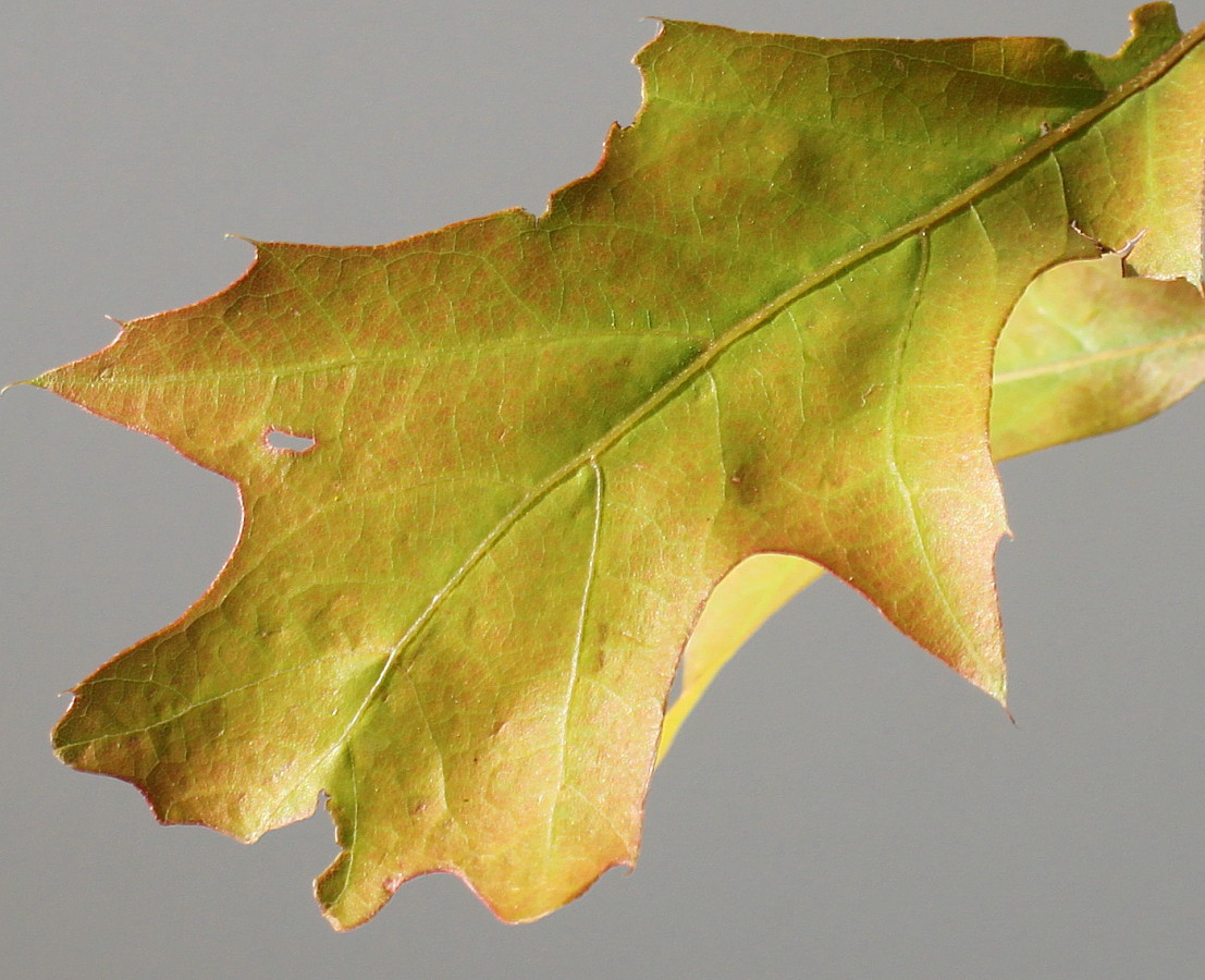 Image of Quercus palustris specimen.