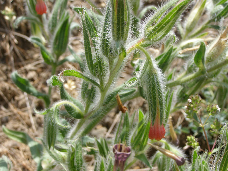 Image of Onosma dichroantha specimen.