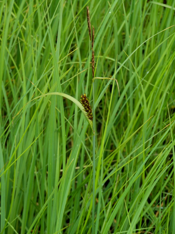 Изображение особи Carex kirganica.