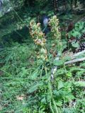 Pedicularis sibthorpii. Верхушка побега с соплодием. Крым, окр. г. Ялта, хр. Иограф. 23 июня 2012 г.
