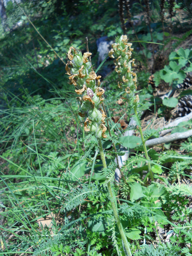 Image of Pedicularis sibthorpii specimen.