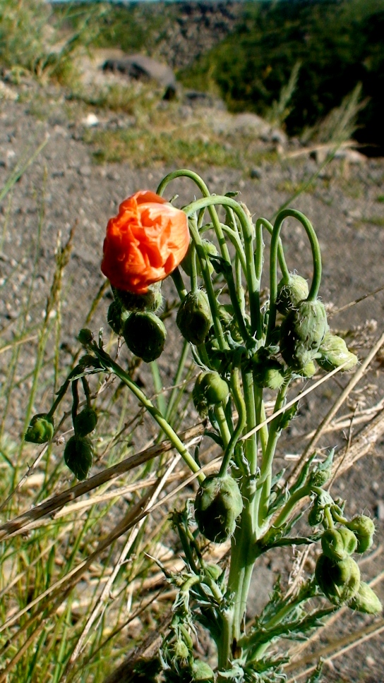 Изображение особи род Papaver.