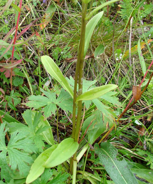 Image of Swertia obtusa specimen.