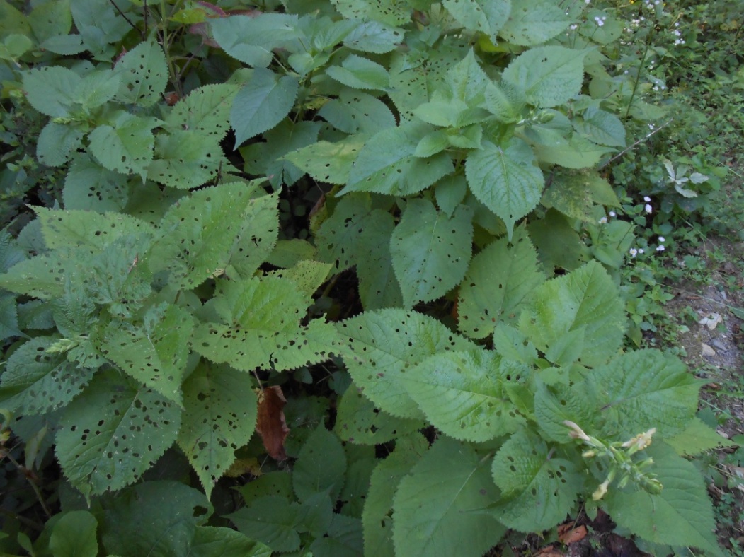 Image of Salvia glutinosa specimen.