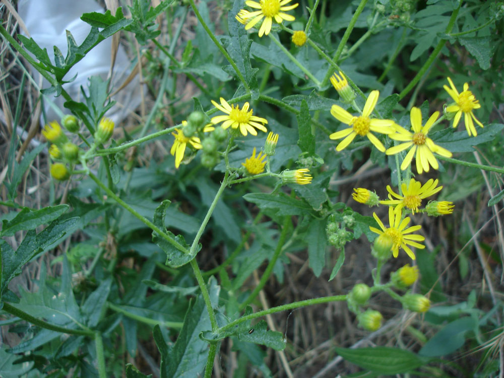 Image of Senecio grandidentatus specimen.