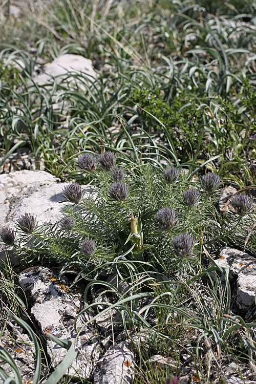 Image of Bungea vesiculifera specimen.